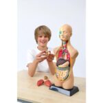 Anatomisch model - Torso (50 cm)