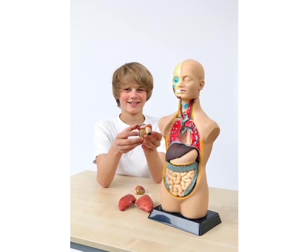 4565756.jpg Anatomisch model - Torso (50 cm) - Afbeelding 1