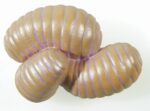 Levenscyclus Mier - Afbeelding 3