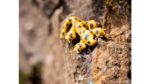 Textielhagedissen, 12 stuks - Afbeelding 5