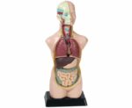 Anatomisch model - Torso (50 cm) - Afbeelding 5