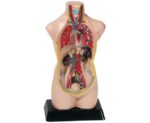 Anatomisch model - Torso (50 cm) - Afbeelding 4