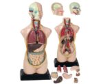 Anatomisch model - Torso (50 cm) - Afbeelding 2