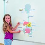 Spijsverteringsorganen, 18 magnetische plaatjes en 11 magnetische benamingen Engels/Duits