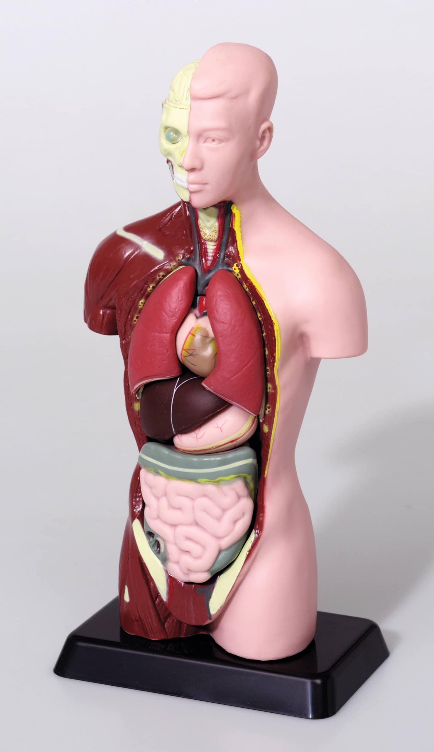 81895_c-Wetenschap-Biologie-Menselijk-Lichaam-Torso-Model-scaled-1.jpg Kleine Torso (27 cm) - Afbeelding 1