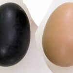Maracas Muziekeieren (set 2 stuks)