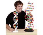 XL Model DNA, hoogte 60 cm, dia 20 cm