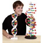 XL Model DNA, hoogte 60 cm, dia 20 cm