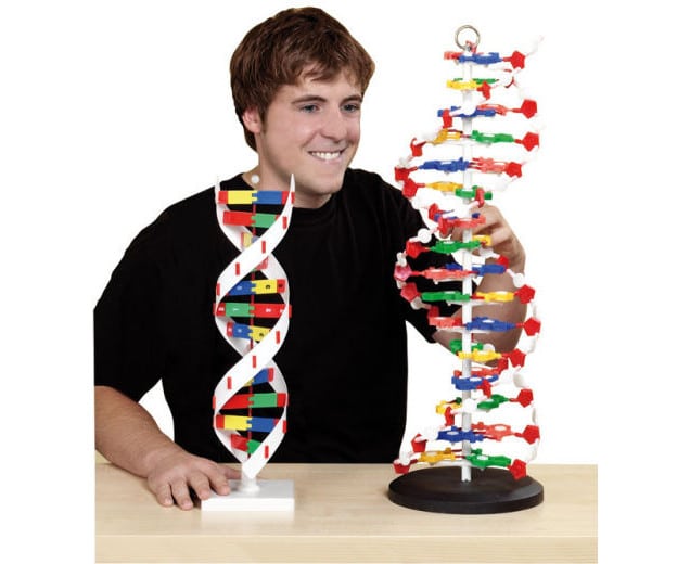 86176_4-XL.jpg XL Model DNA, hoogte 60 cm, dia 20 cm - Afbeelding 1