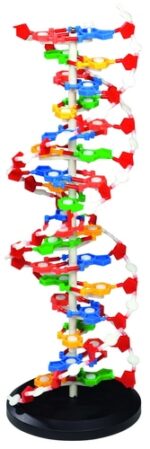 XL Model DNA, hoogte 60 cm, dia 20 cm - Afbeelding 4