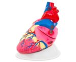 Het Hart XL