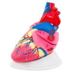 Het Hart XL