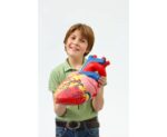 Het Hart XL - Afbeelding 5
