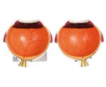 XL Model van het oog - Afbeelding 3
