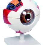 XL Model van het oog