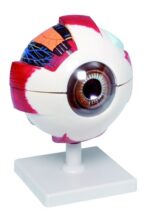 XL Model van het oog