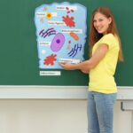 Grote Magnetische Cellen (42 St.)