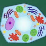 Plantaardige Cel