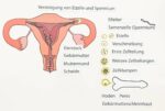 Een Baby Ontstaat - Afbeelding 3