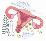 Een Baby Ontstaat - Afbeelding 2