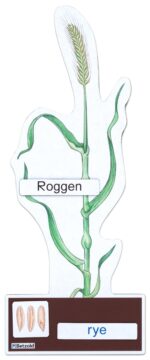 Bepalen van graansoorten - Afbeelding 2