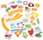Levenscyclus van dieren magnetische plaatjes - Afbeelding 2