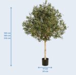 Olijfboom 210cm - Afbeelding 5