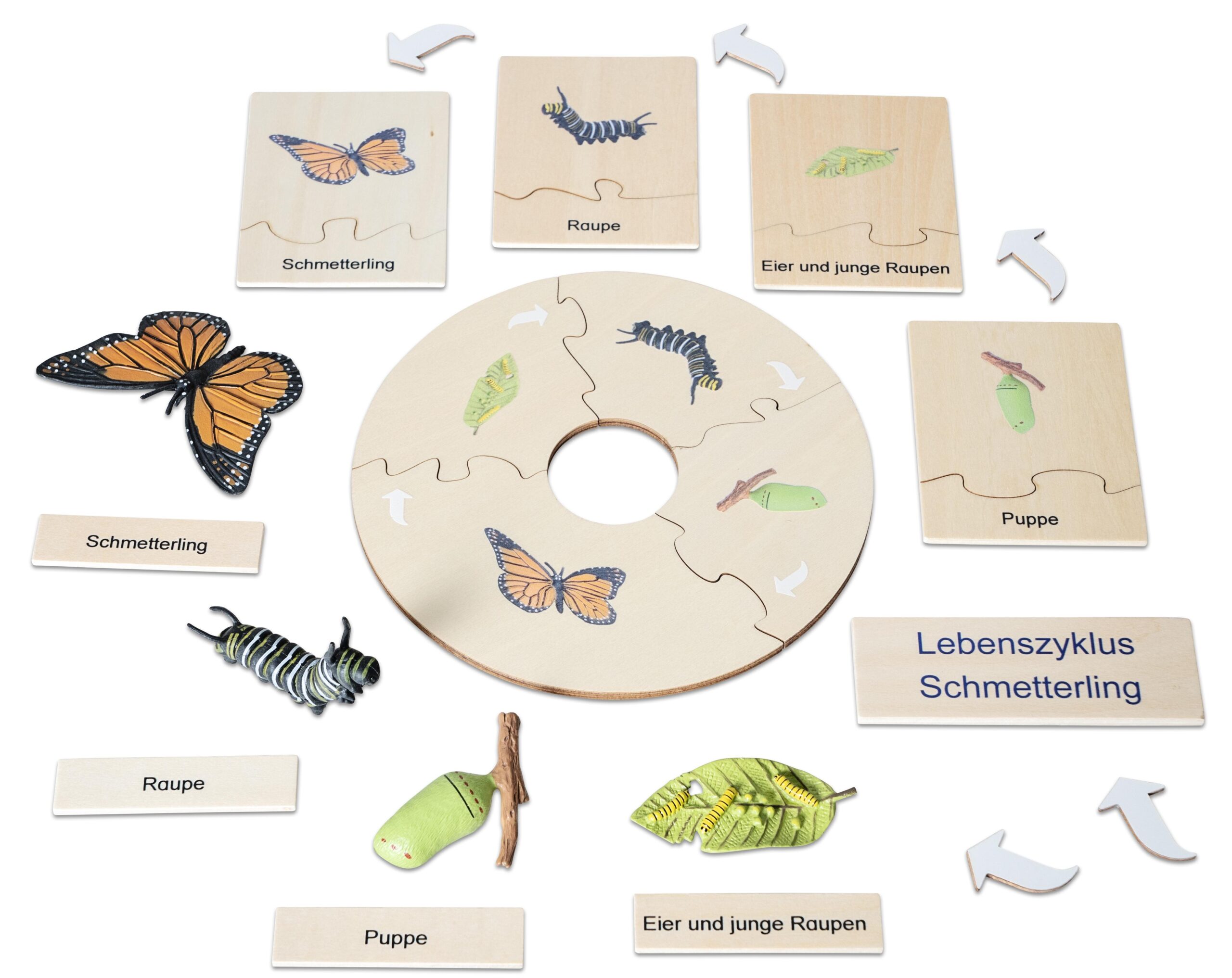 E_767568_c-scaled.jpg Levenscyclus vlinder - Afbeelding 1